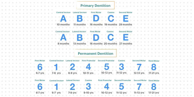 Chronology of Human Dentition