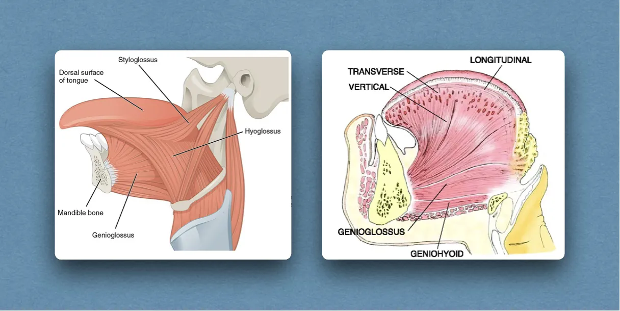 Tongue: Muscles and Movements