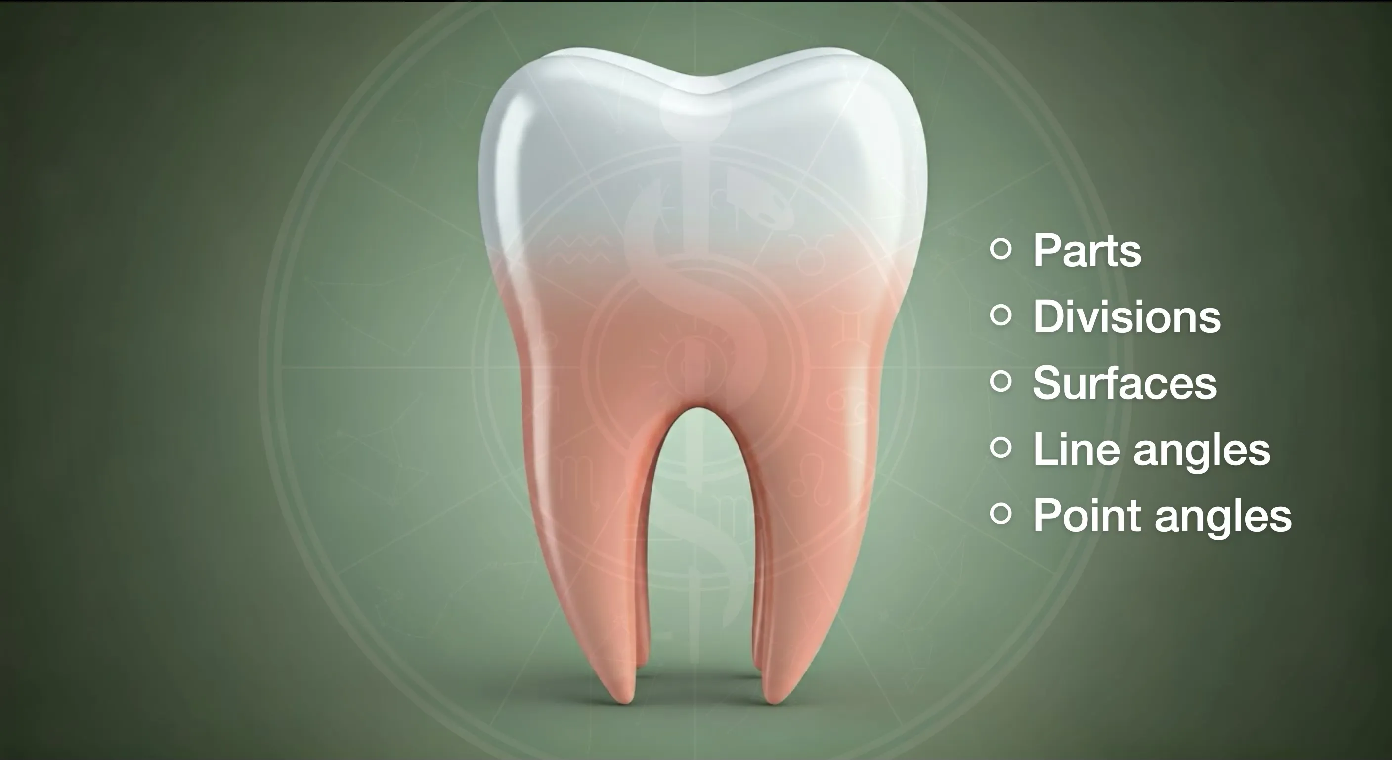 Morphology of Teeth