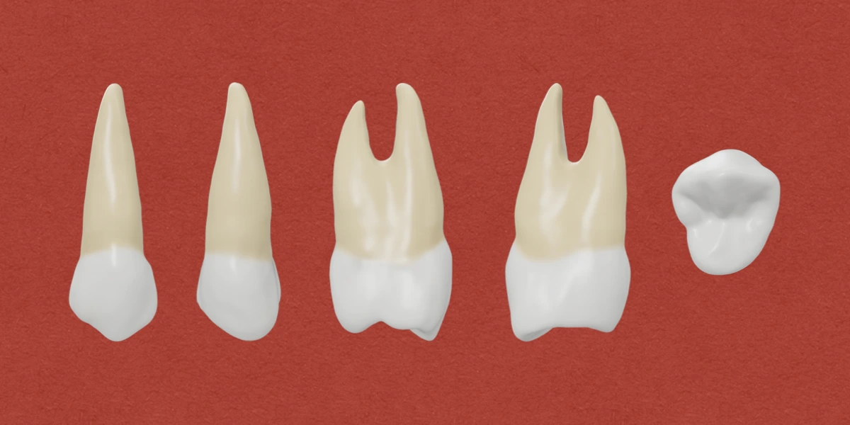 Permanent Maxillary First Premolar