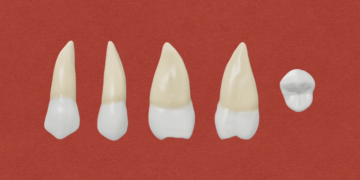 Permanent Maxillary Second Premolar