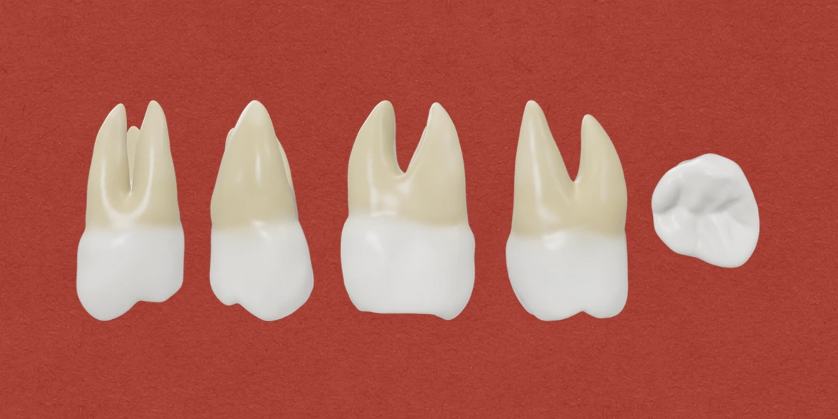 Permanent Maxillary Second Molar
