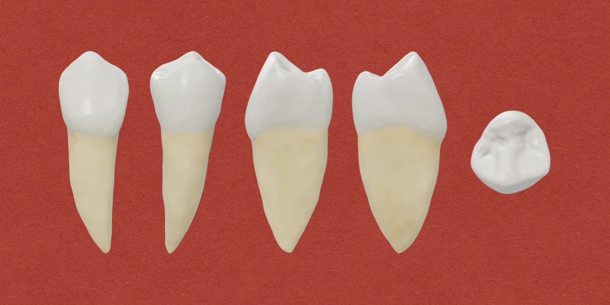 Permanent Mandibular First Premolar