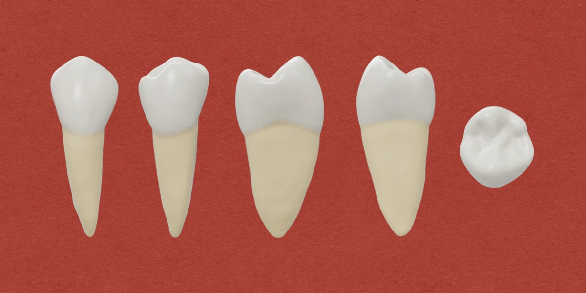 Permanent Mandibular Second Premolar