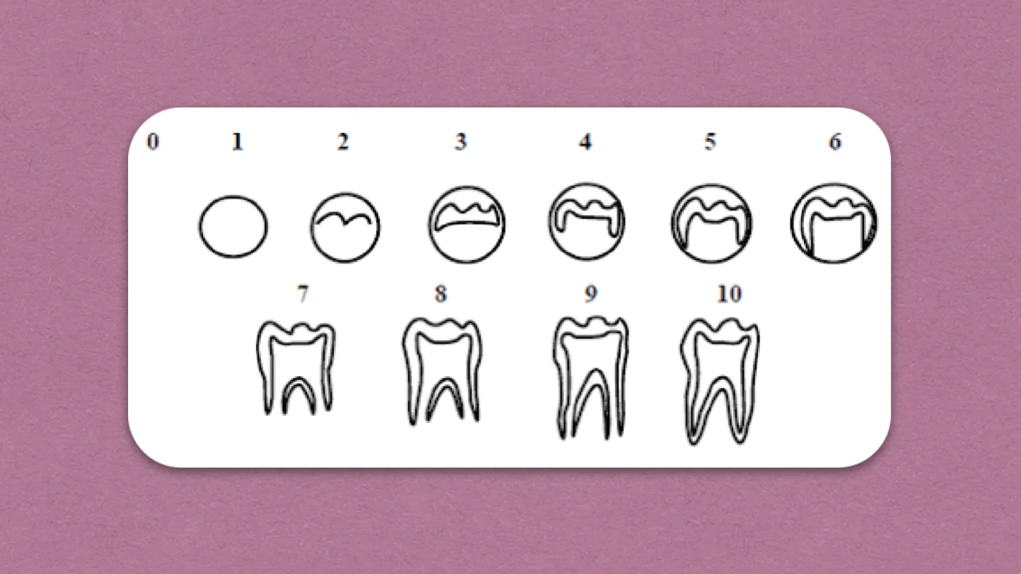 Stages of Tooth Formation
