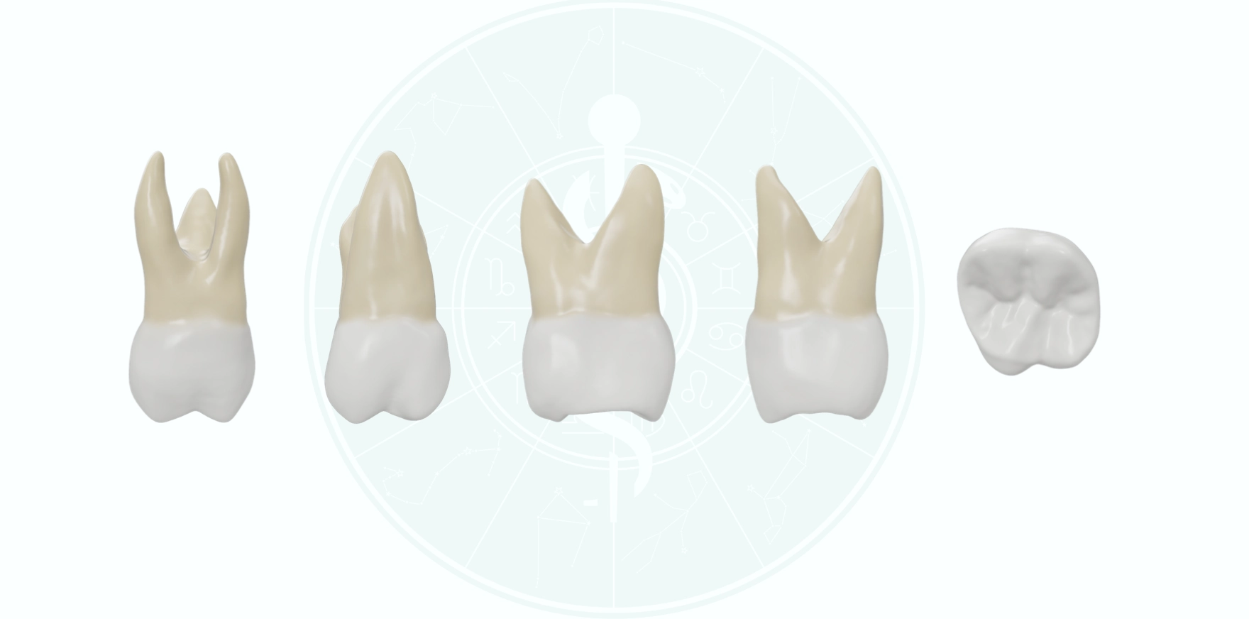 Permanent Maxillary First Molar