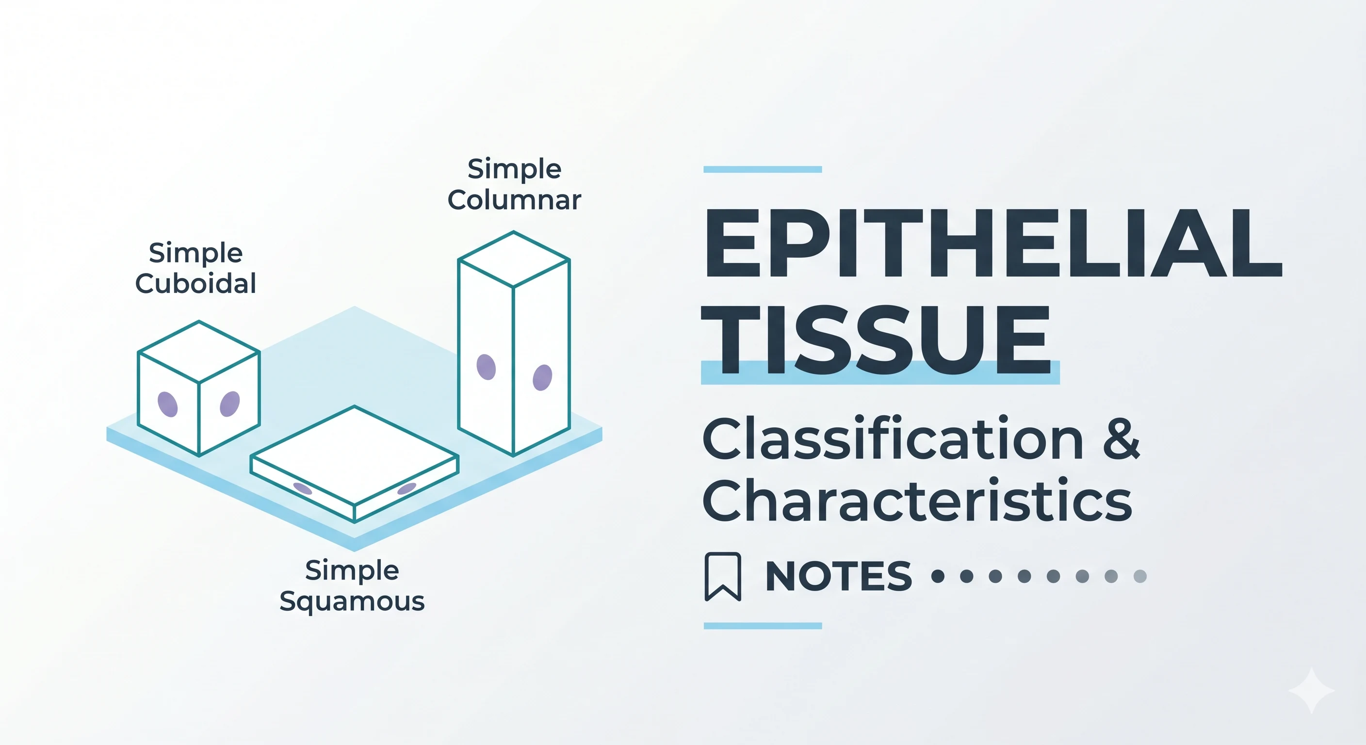 Epithelial Tissue: Classification & Characteristics