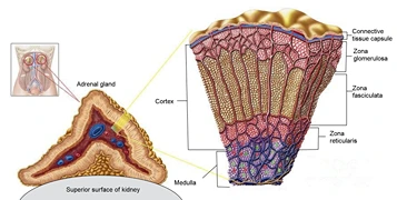 Acute Adrenal Insufficiency