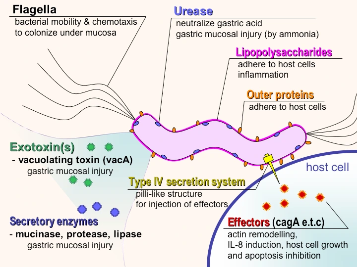 H. pylori and Acid peptic disorders