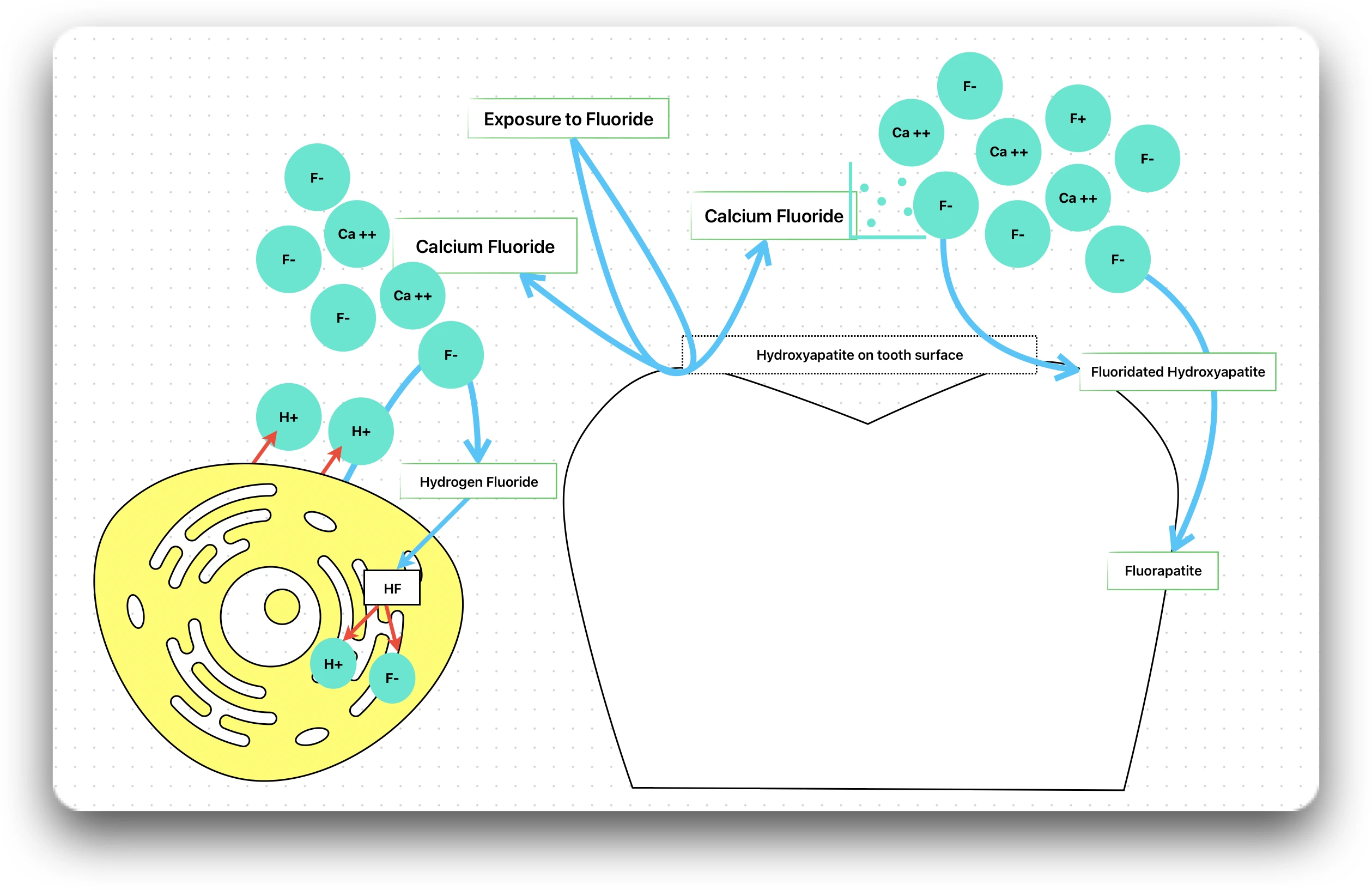 Action of Fluoride on Teeth