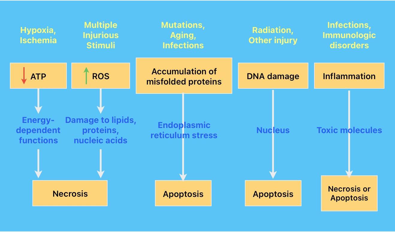 Mechanism of Cell Injury and Death
