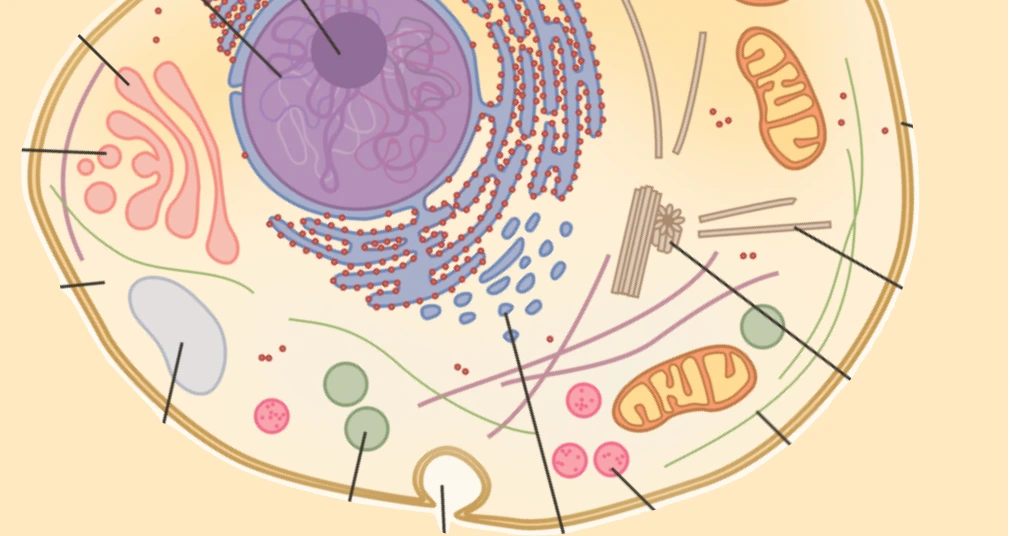 Cellular Responses to Stress