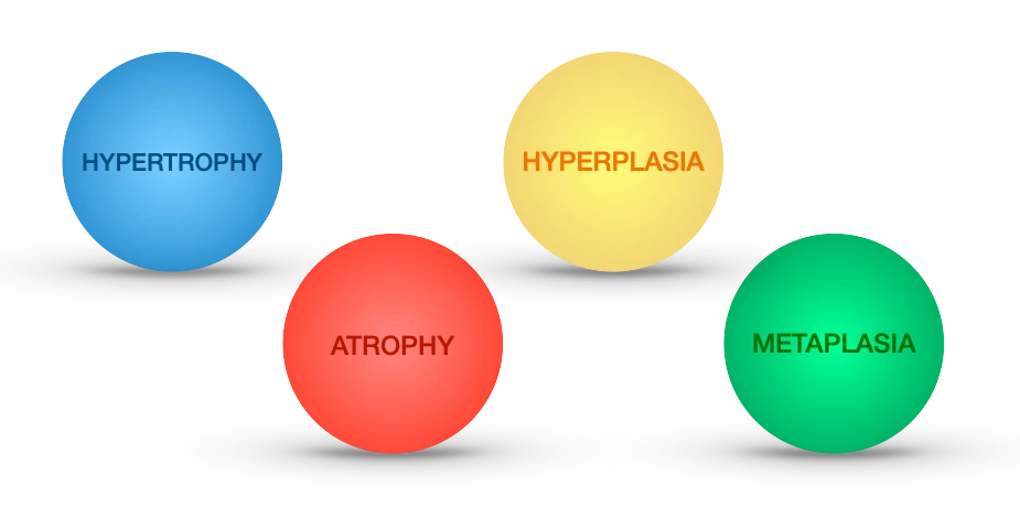 Cellular Adaptation to Stress