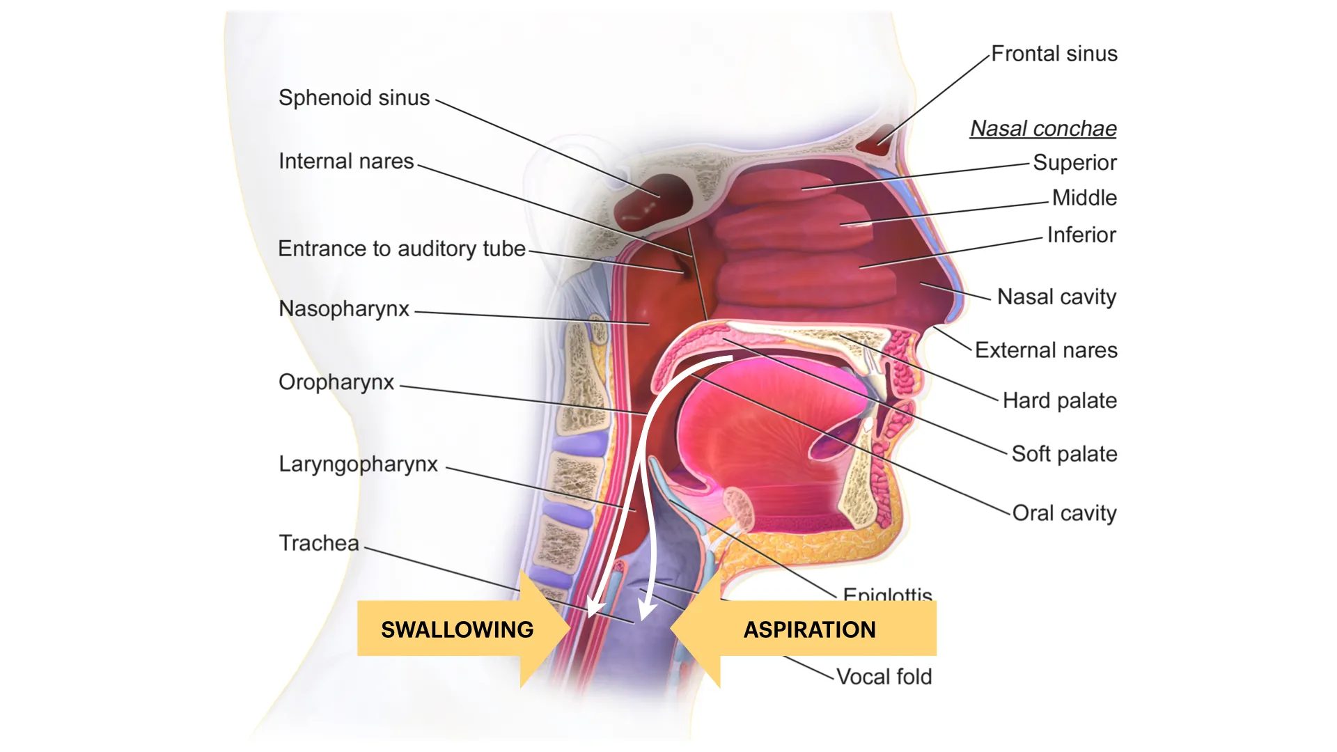 Foreign Body Aspiration and Swallowing