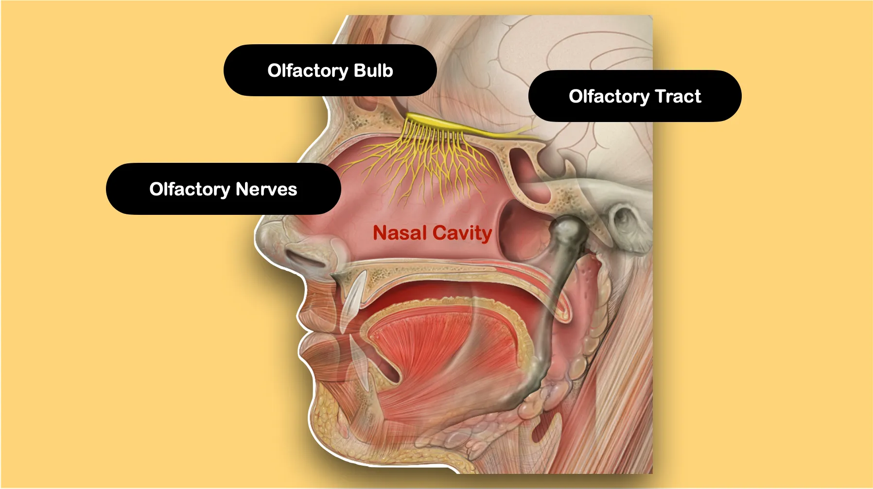 Olfactory Nerve