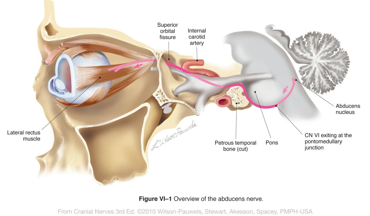 Abducent Nerve