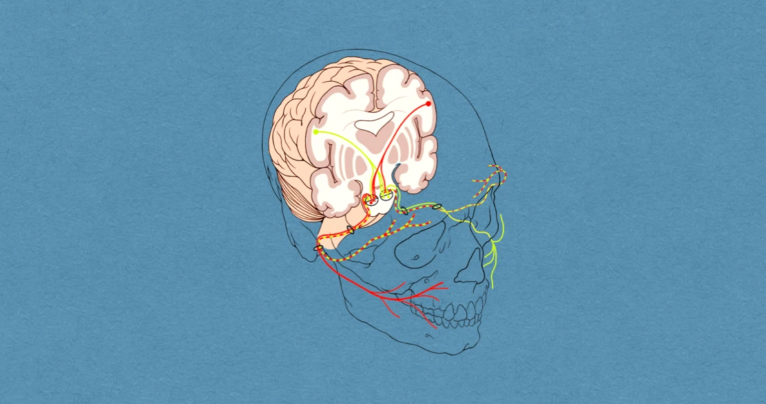 Facial Nerve