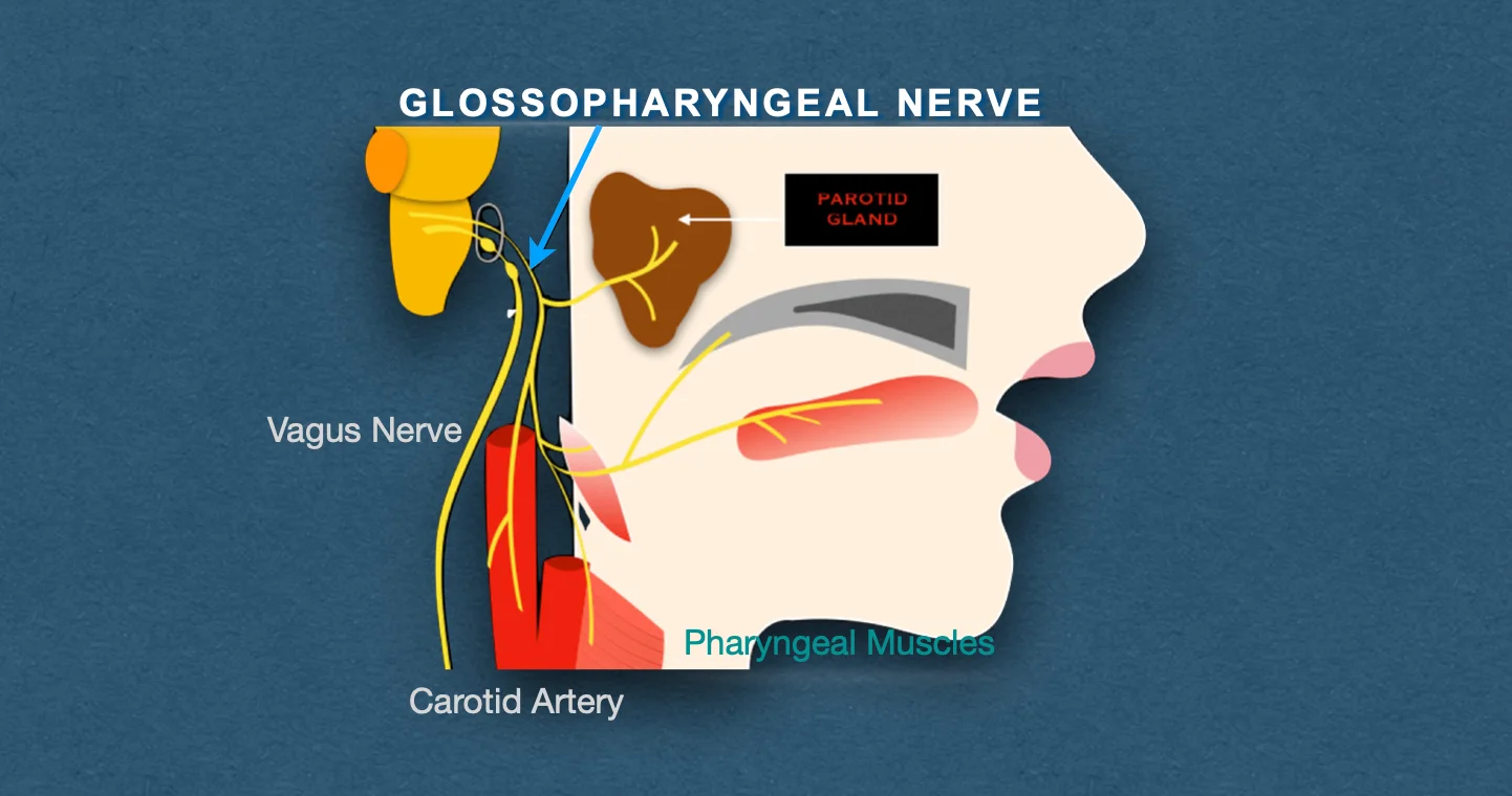 Glossopharyngeal Nerve