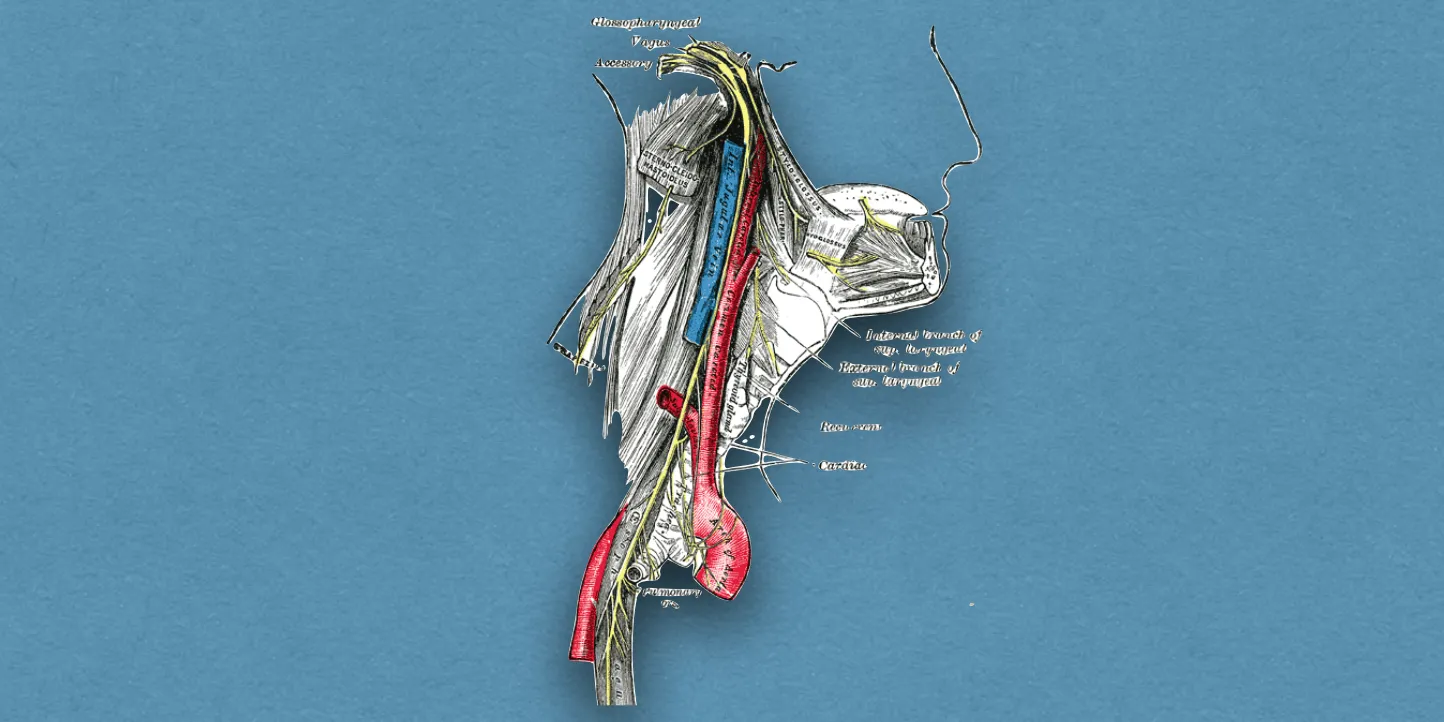 Vagus Nerve