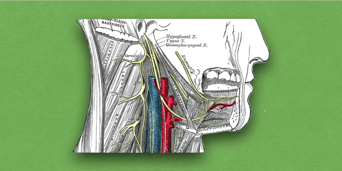 Hypoglossal Nerve