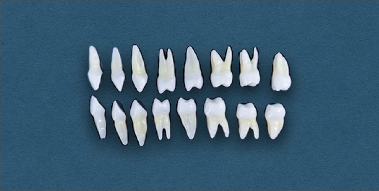 Tooth Numbering Systems