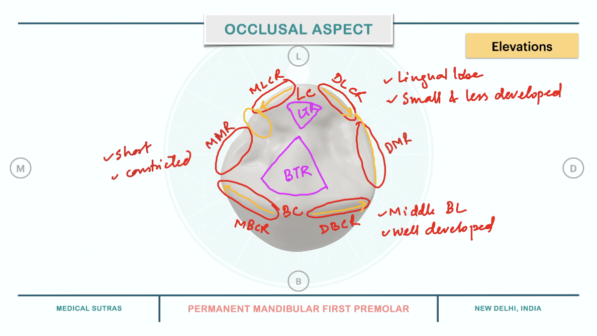 Elevations on Occlusal Surface of Mandibular First Premolar