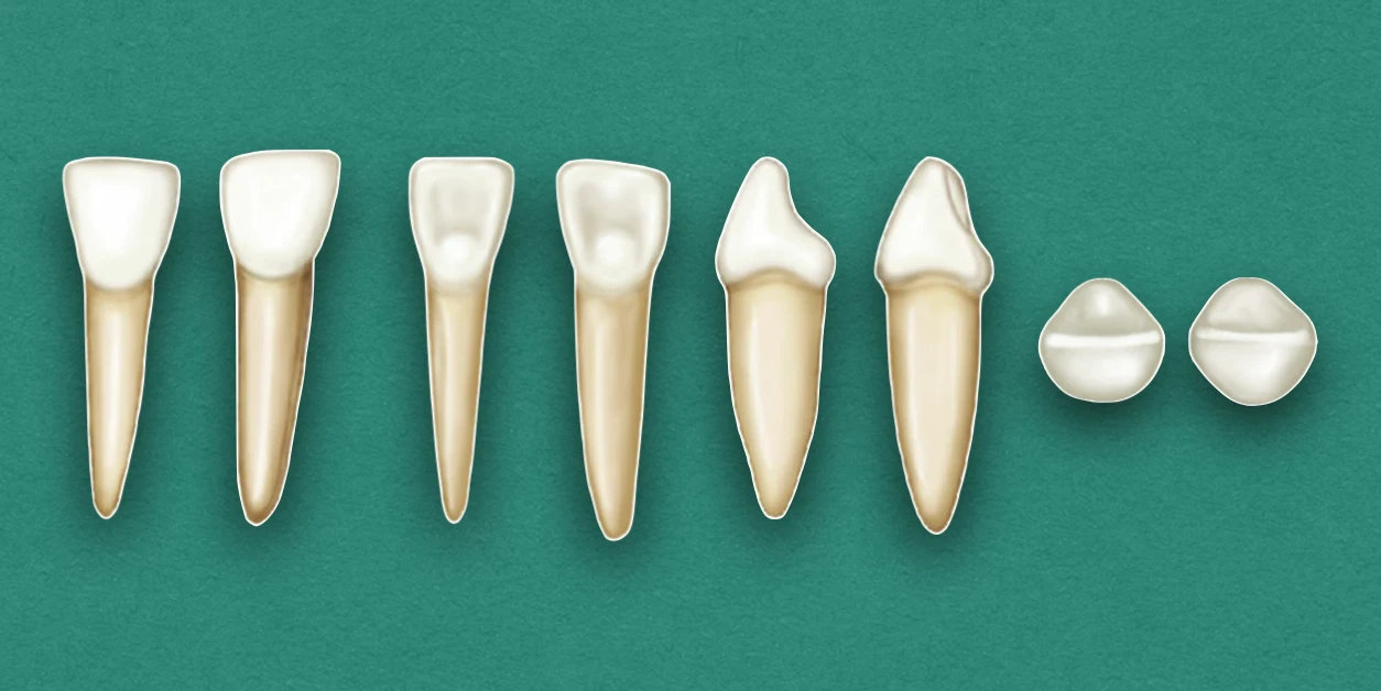 Primary Mandibular Incisors