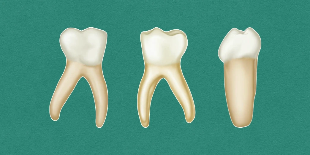 Primary Mandibular First Molar