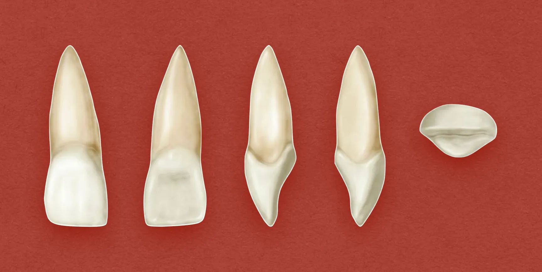Permanent Maxillary Central Incisor