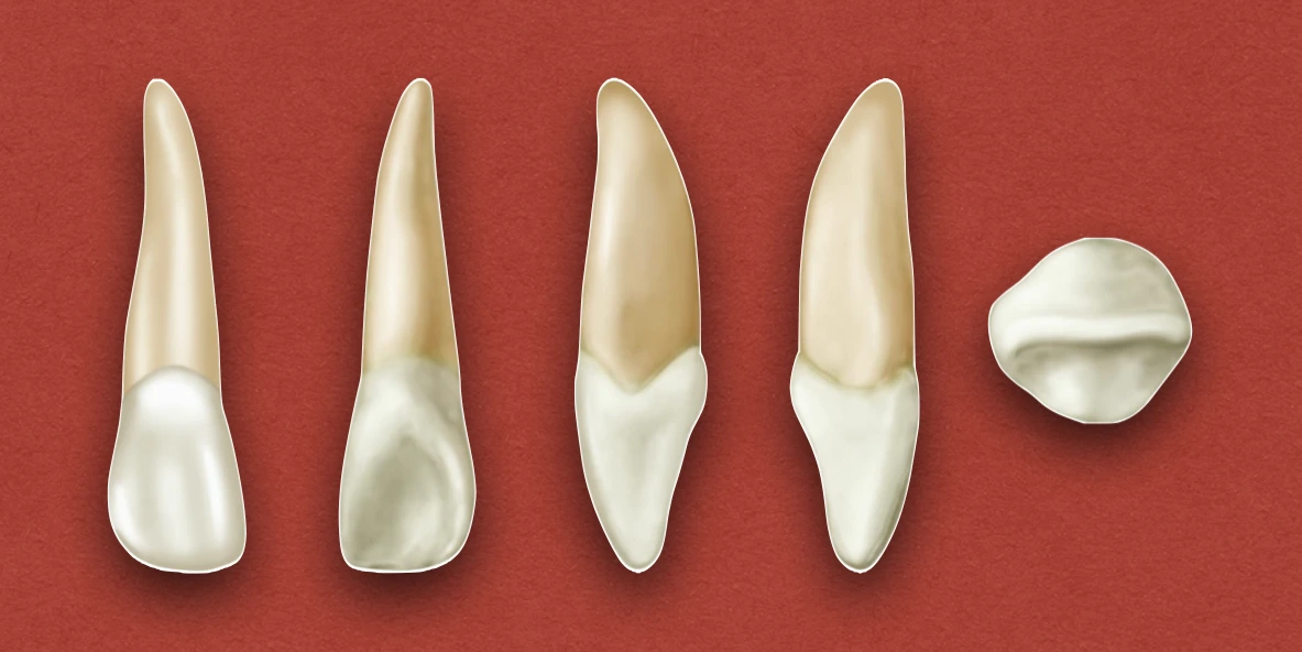 Permanent Maxillary Lateral Incisor