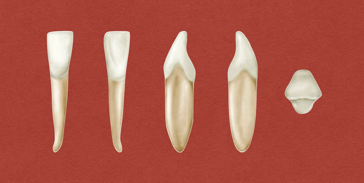 Permanent Mandibular Central Incisor