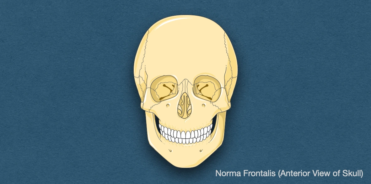 Norma Frontalis