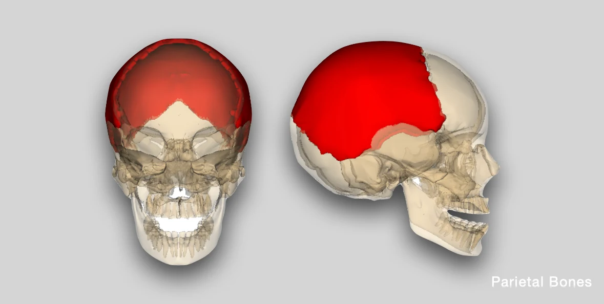 Parietal Bones