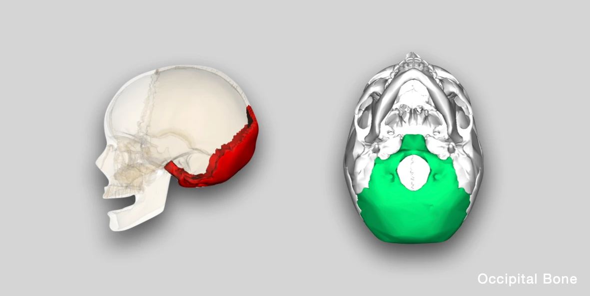 Occipital Bone