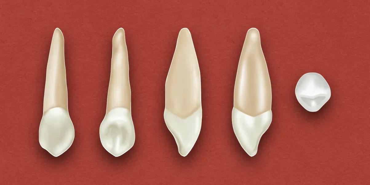Permanent Maxillary Canine