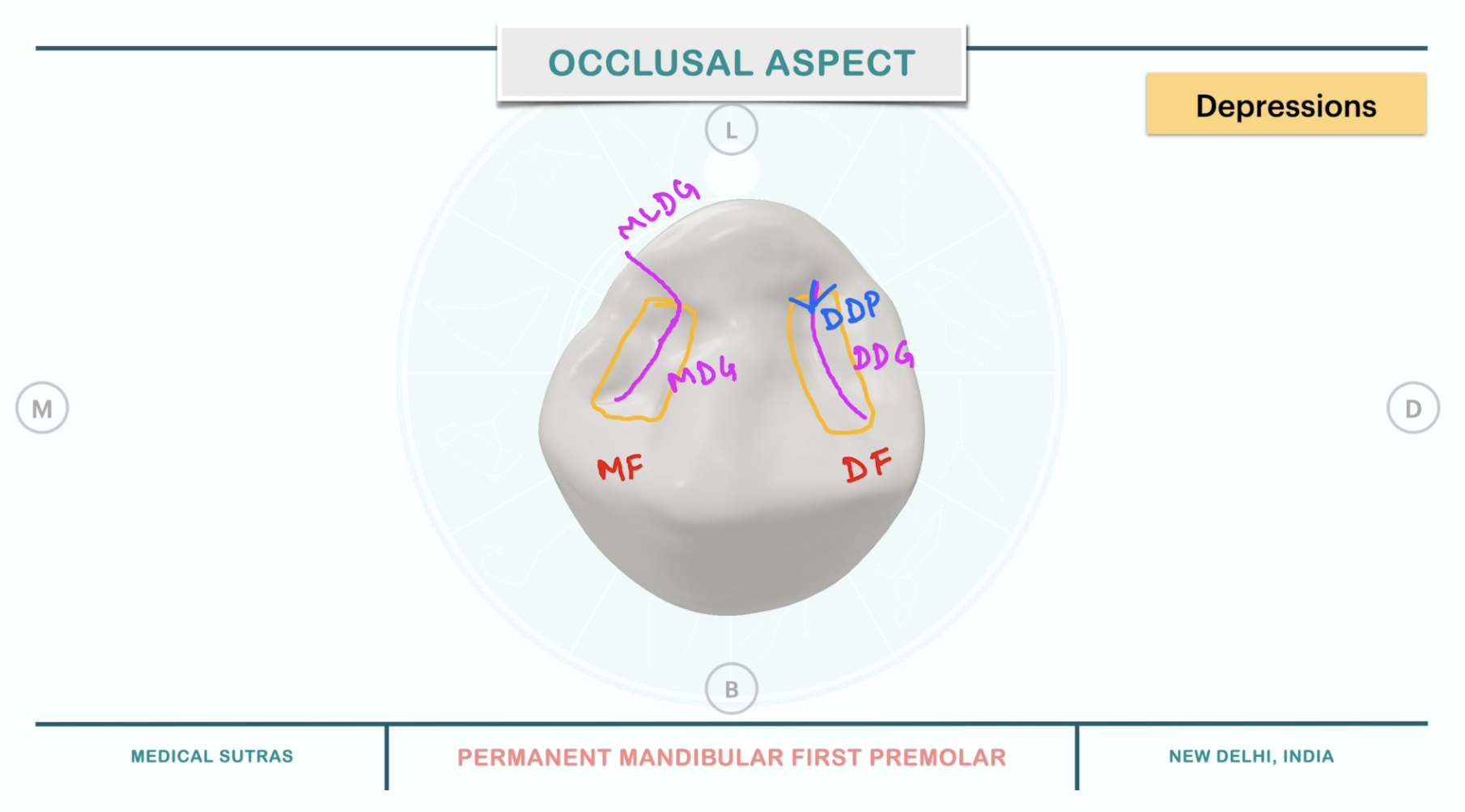 Depressions (Mandibular First Premolar)