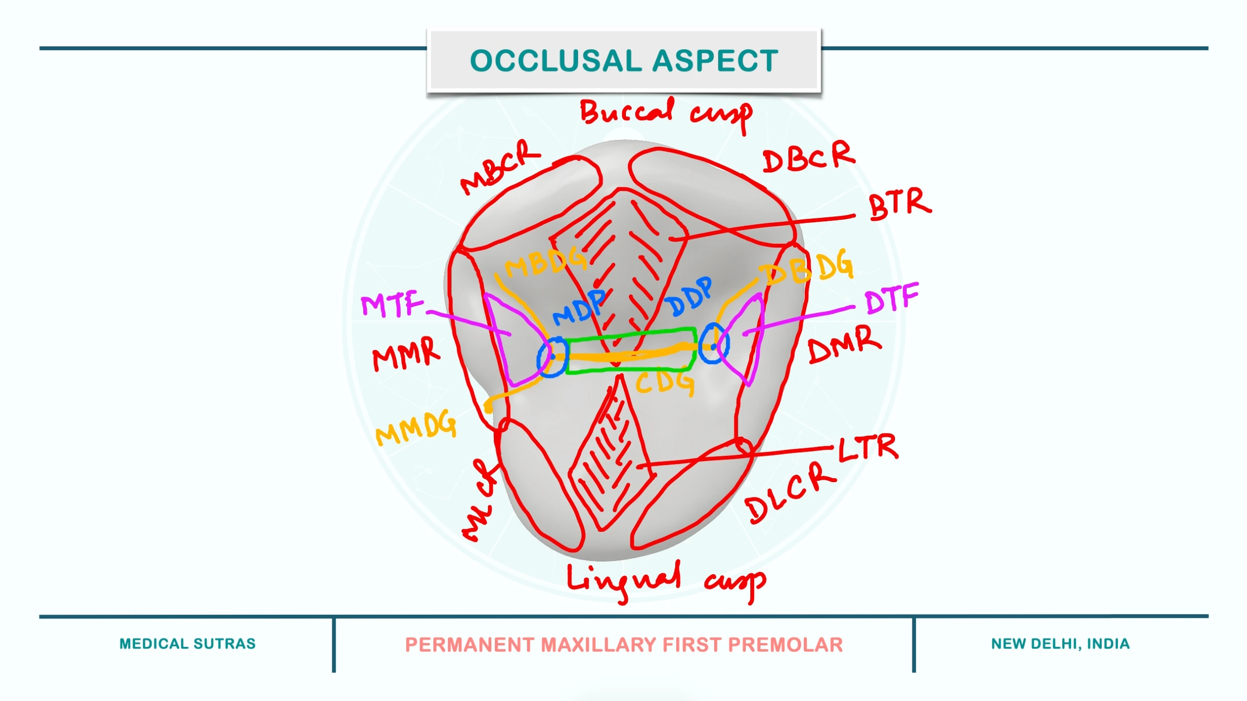 Elevations and Depressions Permanent Maxillary First Premolar