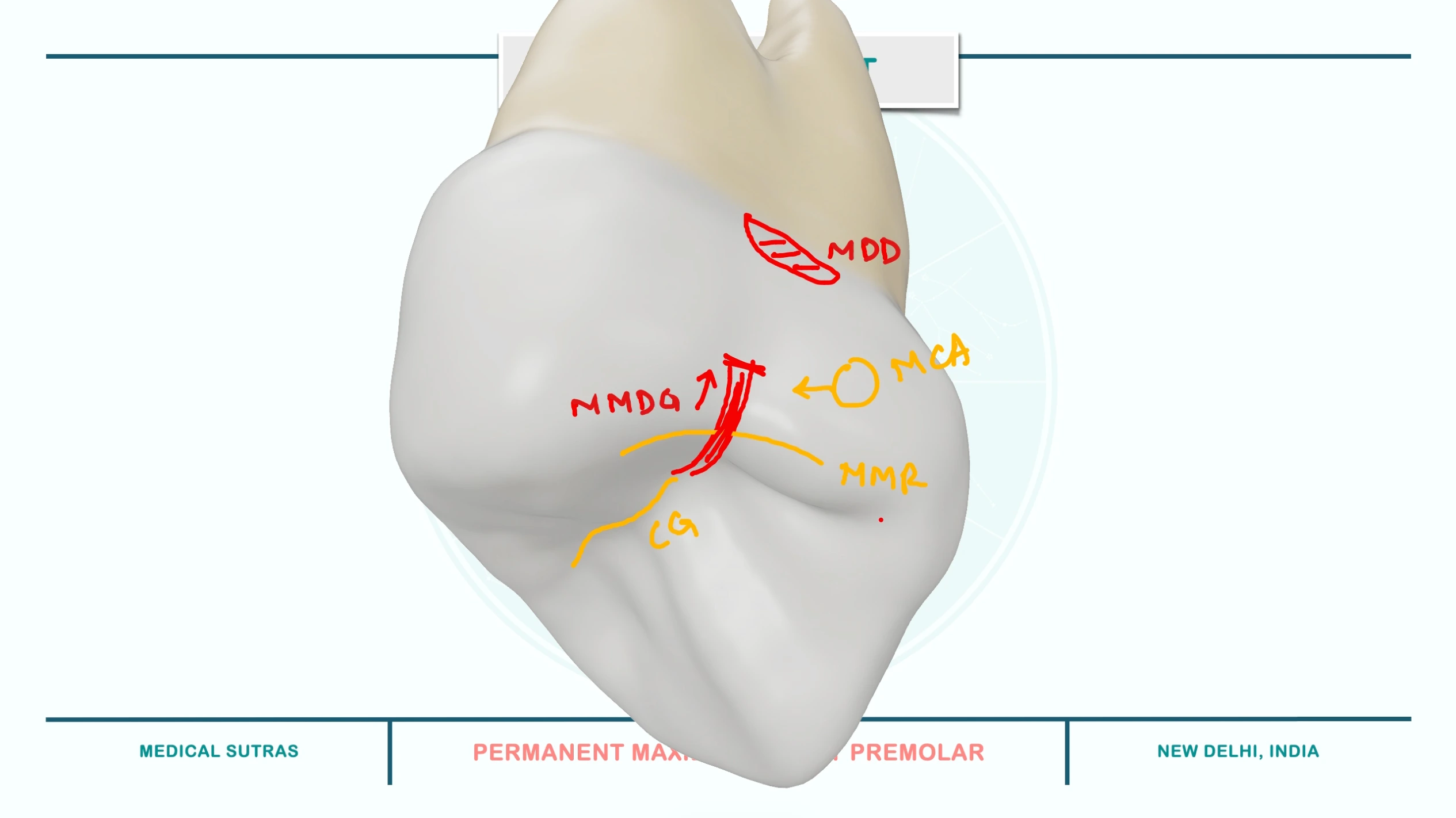 Mesial Marginal Developmental Groove and Mesial Developmental Depression
