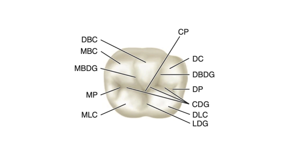 Primary Mandibular Second Molar Occlusal Surface