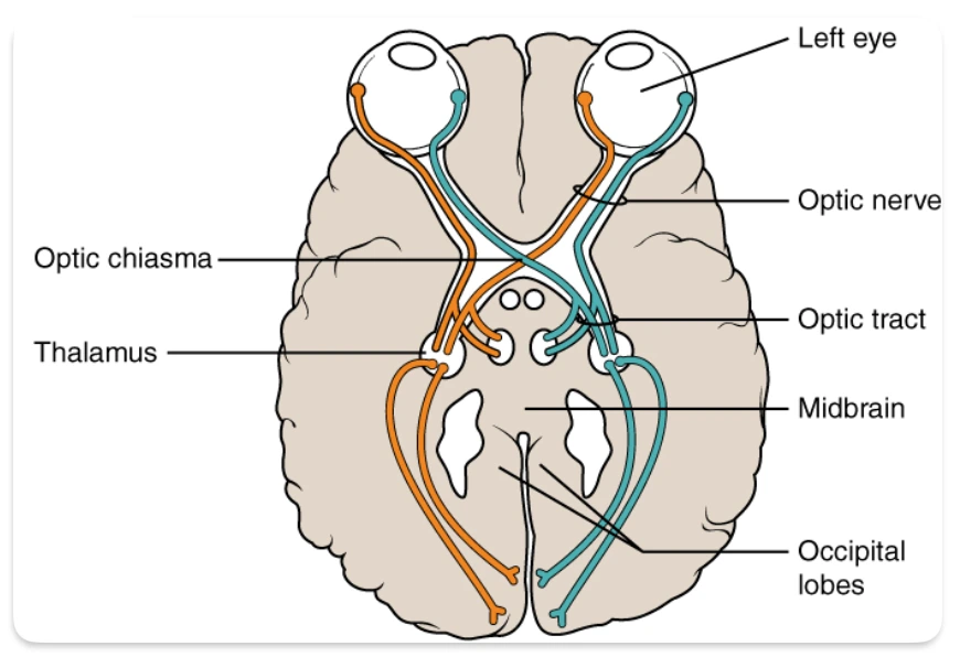 Optic Nerve Pathway Optic Nerve Pathway