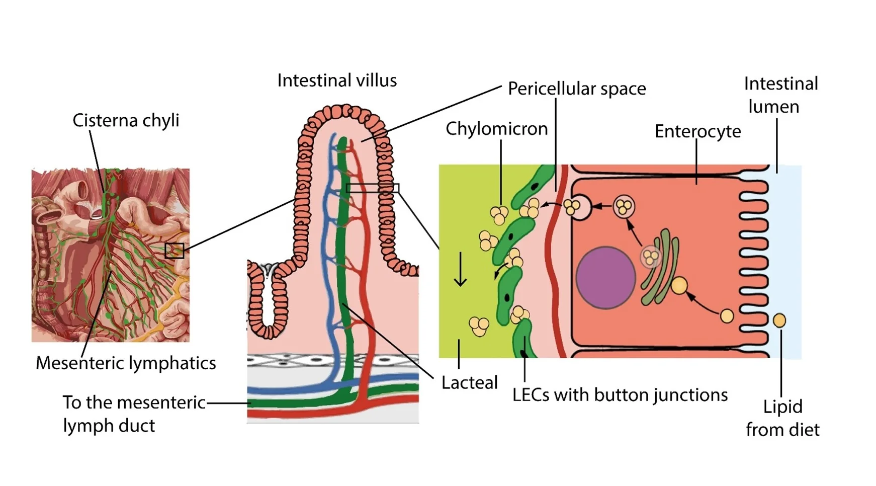 Lymphatic system and lipid absorption