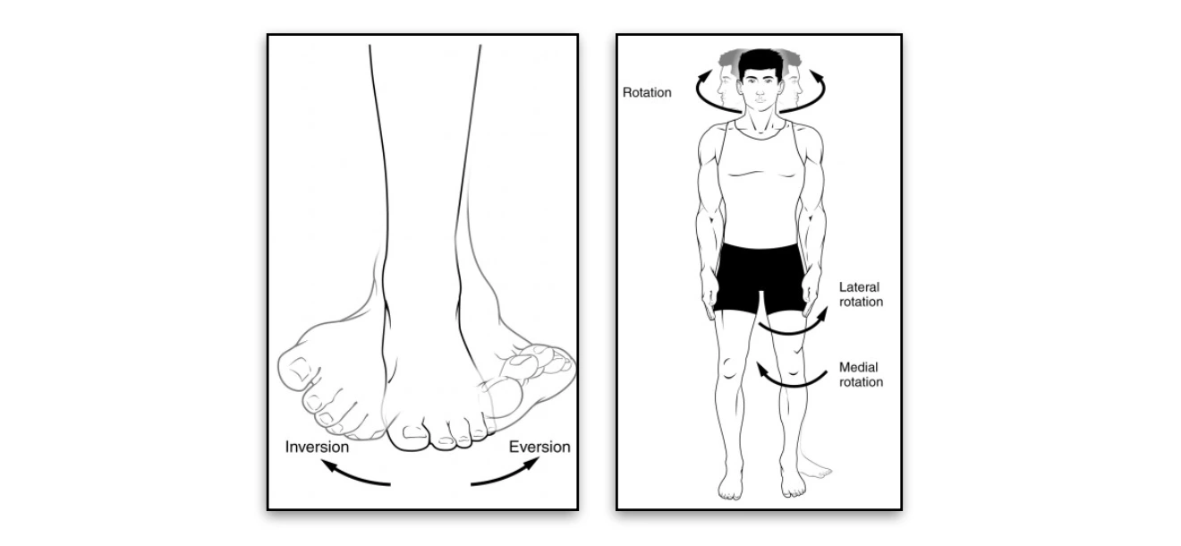 Inversion Eversion Rotation Inversion, Eversion, Rotation