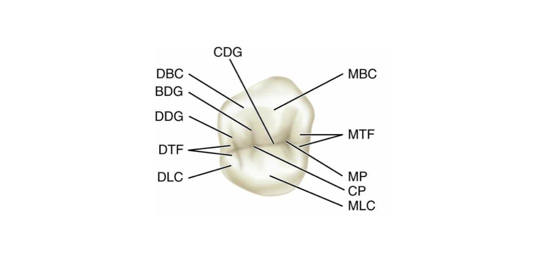 Primary Maxillary First Molar Occlusal Surface