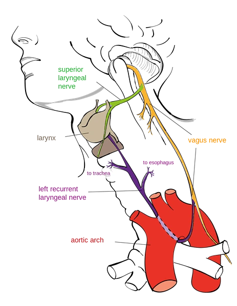 Recurrent Laryngeal Nerve