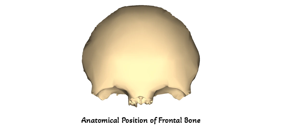 Anatomical Position of Frontal Bone