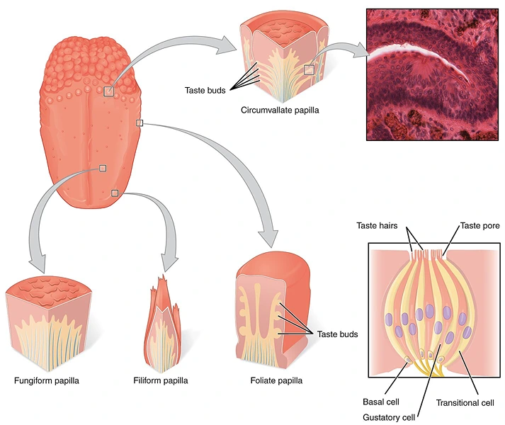 Different types of papillae