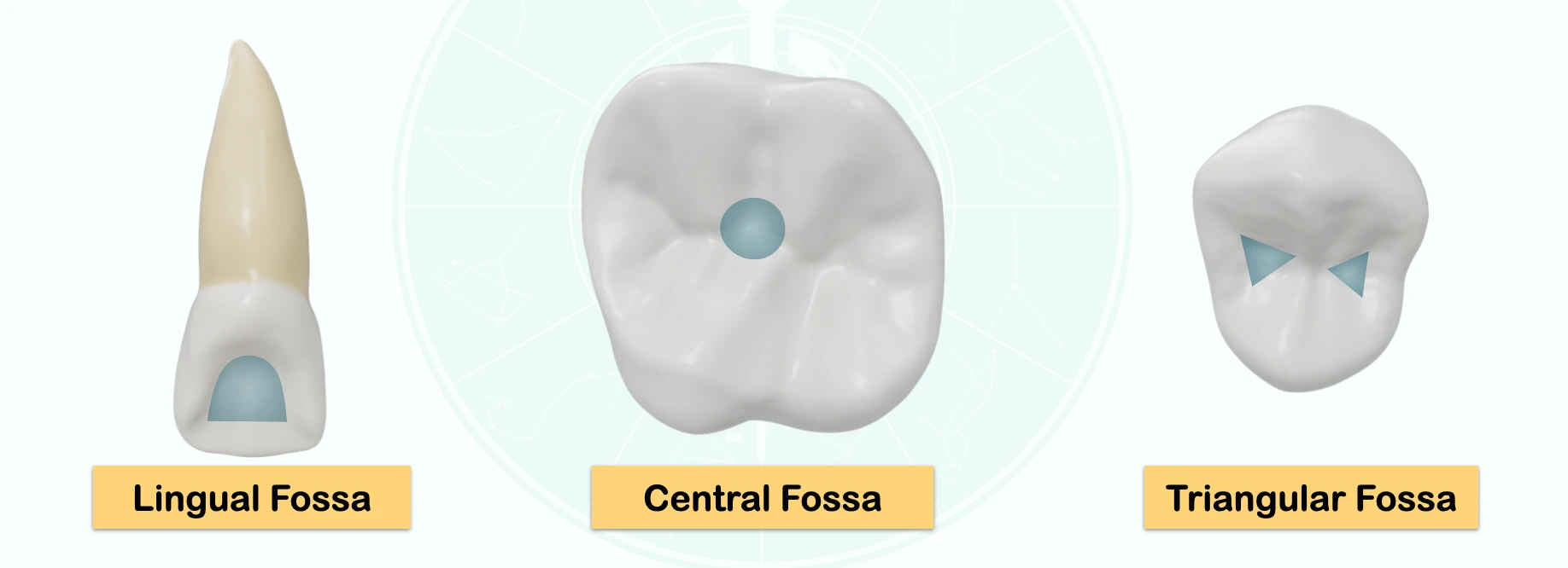 Lingual Fossa, Central fossa, Triangular fossa