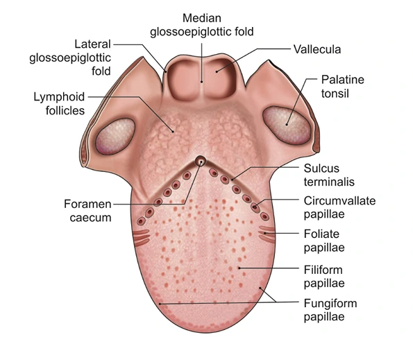 Tongue parts, surfaces, papillae