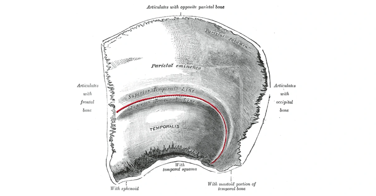External surface of parietal bone showing parts, borders and features.