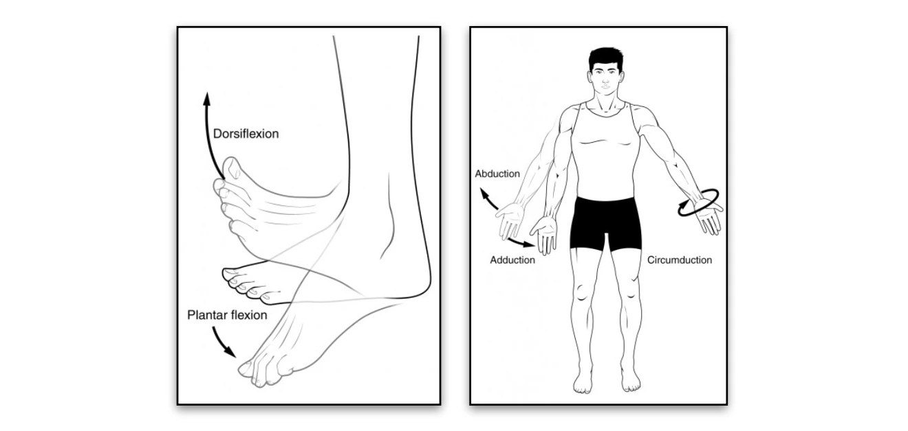 Movements Flexion, Abduction, Adduction and Circumduction movements
